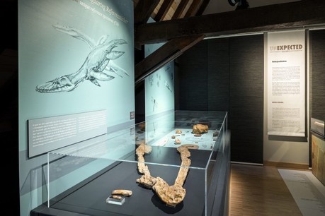 Le fossile avait été exposé pour la première fois au MNHN lors de l’exposition «Unexpected treasures» en 2018. (Photo: Musée national d’histoire naturelle)