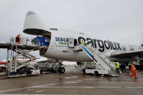 Little Grey et Little White ont effectué un vol de près de 10.000 kilomètres. (Photo: Cargolux/Sea Life Trust)