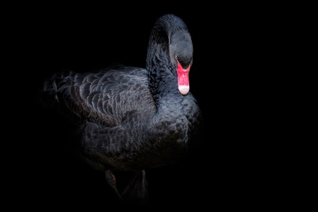 Découvert à la fin du dix-septième siècle en Australie, le cygne noir est devenu depuis 2001 annonciateur de temps difficiles pour les entrepreneurs. (Photo: Shutterstock)