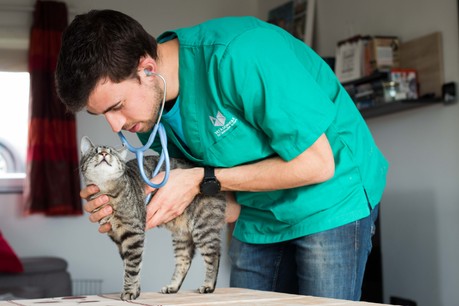 Le vétérinaire demande aux propriétaires de ne pas désinfecter leurs compagnons avec de l’alcool ou de l’eau de Javel. (Photo: Vet à domicile)