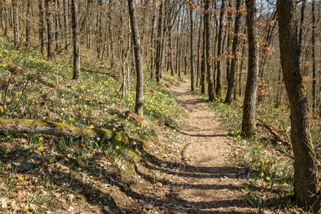 Le bois luxembourgeois, même non certifié, respecte les grands principes de protection des forêts du FSC. (Photo: Shutterstock)