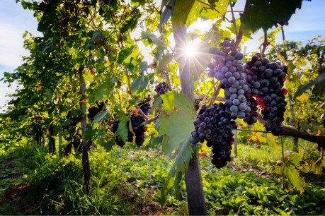 Les jeunes vignes sont vulnérables à la canicule du fait de leurs racines moins profondes. (Photo: Shutterstock)