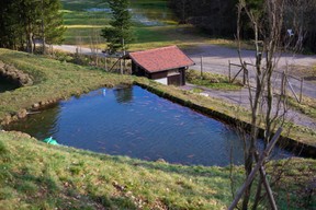 Il est possible d’observer toutes les étapes de l’élevage de truites à la Forellenhof Buhlbach. (Hadrien Friob / Maison Moderne)