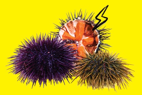 Aussi délicat à l'intérieur que dangereux à l'extérieur, l'oursin est un met qui sent bon la mer... (Photo: Shutterstock)