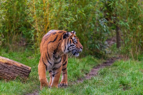 L’abus de l’exploitation forestière met en danger de nombreuses espèces, dont le tigre de Sumatra. (Photo: Shutterstock)